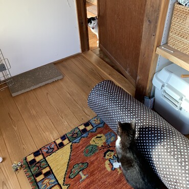 保護中のおチビをわざわざ見に来て威嚇する家猫…