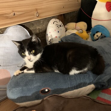 IKEAのサメは猫にモテる！