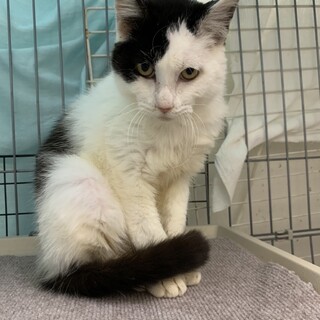 トライアル中 慣れてる白黒ハヤテ君