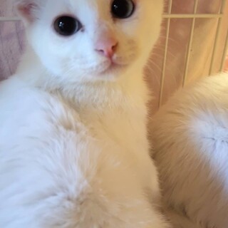 おうちの中で生まれた白猫ちゃん