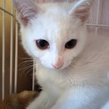 家の中で生まれた白猫姉妹です