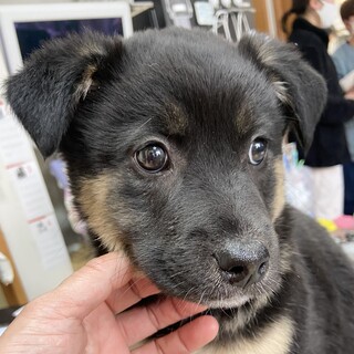 2/20『犬の譲渡会』in銀座に参加❣️