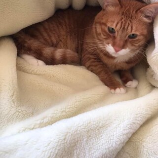 猫の里親さん募集