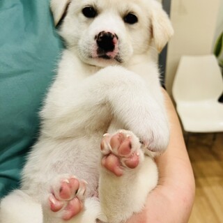 ４兄妹☆生後約2カ月☆とっても元気な男の子です