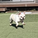 フレブルきなこちゃん