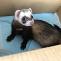 フェレット(オス)、新しい家族を探してます！