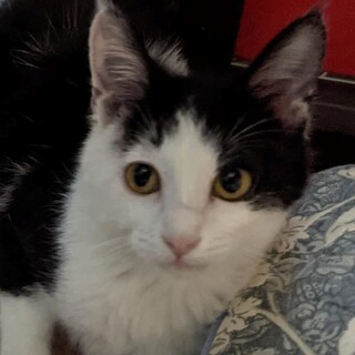 可愛いチビにゃん、ふわ黒白のダンボ君！