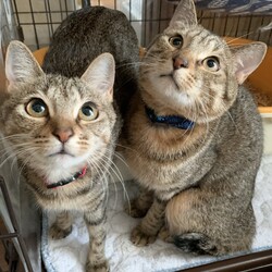 保護猫の譲渡会