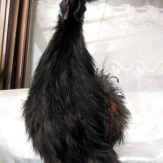 烏骨鶏・生後3ヶ月オス