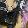 れれれれん