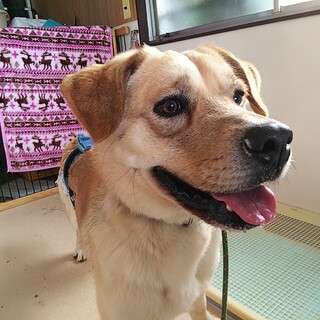 人間大好き！無邪気で元気なラブミックスの男の子です