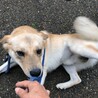人間大好き！無邪気で元気なラブミックスの男の子です サムネイル5