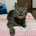 子猫のような小柄な美少女キジトラ　ララちゃん
