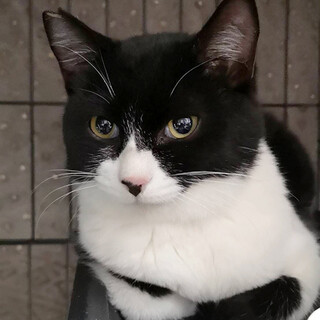 撫でられるのが大好きなごろごろハチワレの男の子