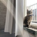 子猫のそぼろ君！