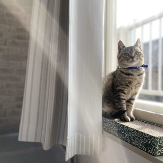 子猫のそぼろ君！