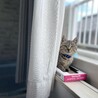 子猫のそぼろ君！ サムネイル6
