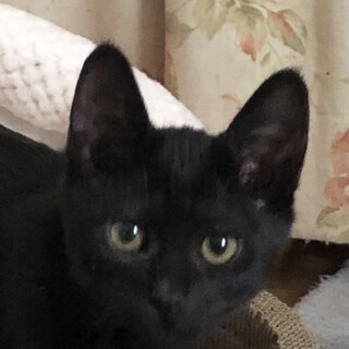 ありがとうございました★可愛い黒猫ミツルちゃん