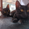 6/19石巻で譲渡会！黒猫兄弟「星仁（せいと）」 サムネイル5