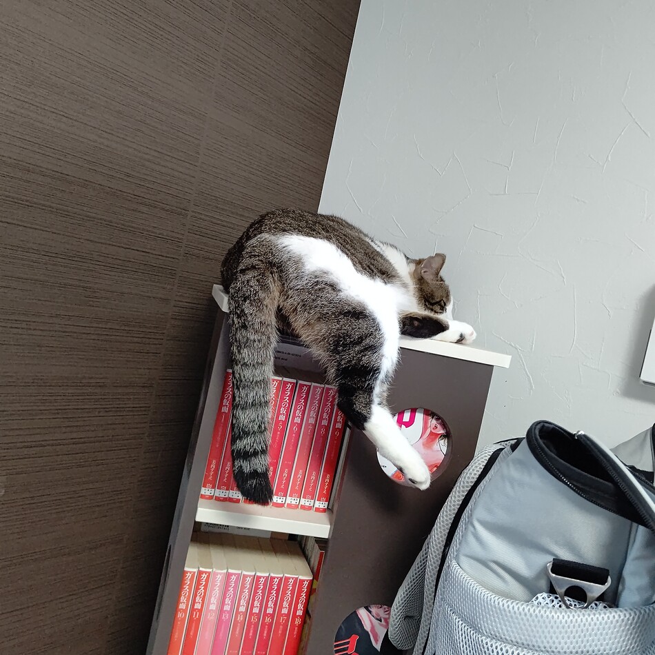 正式に譲渡が決定した子ですのカバー写真