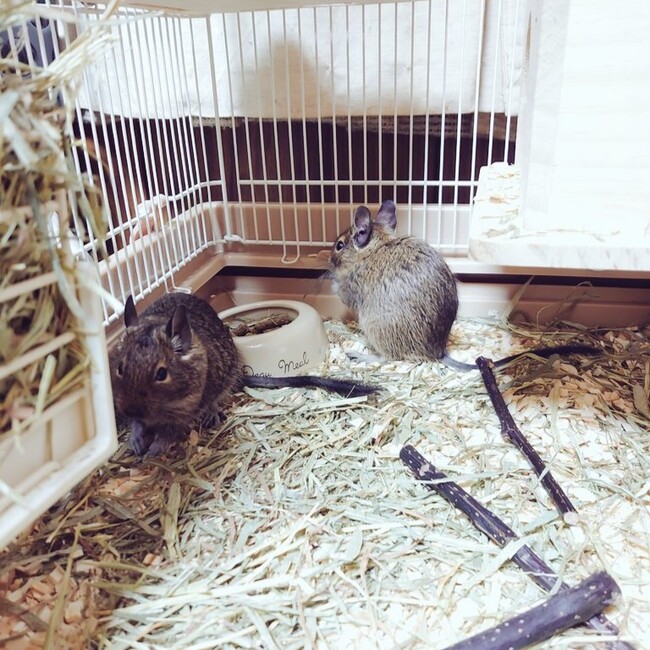 yum_yum_yummyのカバー写真