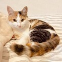 美猫の三毛ちゃん里親さん募集中