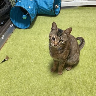 ムーンサルトが特技のおてんば娘❣️