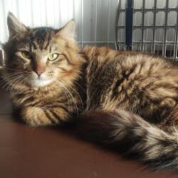 in豊明～保護猫の臨時譲渡会2022年2月23日～ちーむ にゃいんず