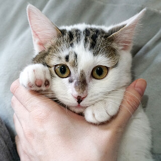 人が大好き！甘えん坊で元気いっぱいの仔猫ちぽ