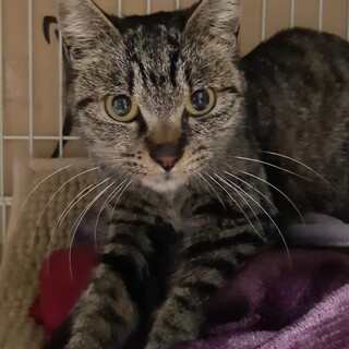 小柄で可愛い！キジトラ女の子