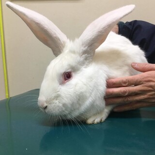 保護うさスノ君・ジャパニーズホワイト　一時募集停止
