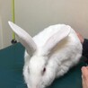 保護うさスノ君・ジャパニーズホワイト　一時募集停止 サムネイル2
