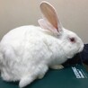 保護うさスノ君・ジャパニーズホワイト　一時募集停止 サムネイル3