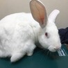 保護うさスノ君・ジャパニーズホワイト　一時募集停止 サムネイル4