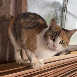 居場所のない猫ちゃんを助けて下さい。