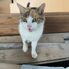 居場所のない猫ちゃんを助けて下さい。 サムネイル2