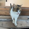 居場所のない猫ちゃんを助けて下さい。 サムネイル3
