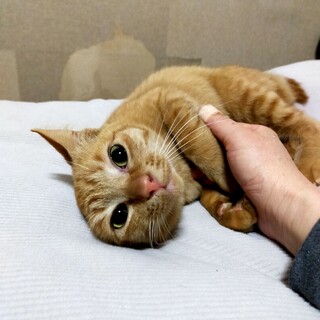 茶トラ女の子ざらめちゃん