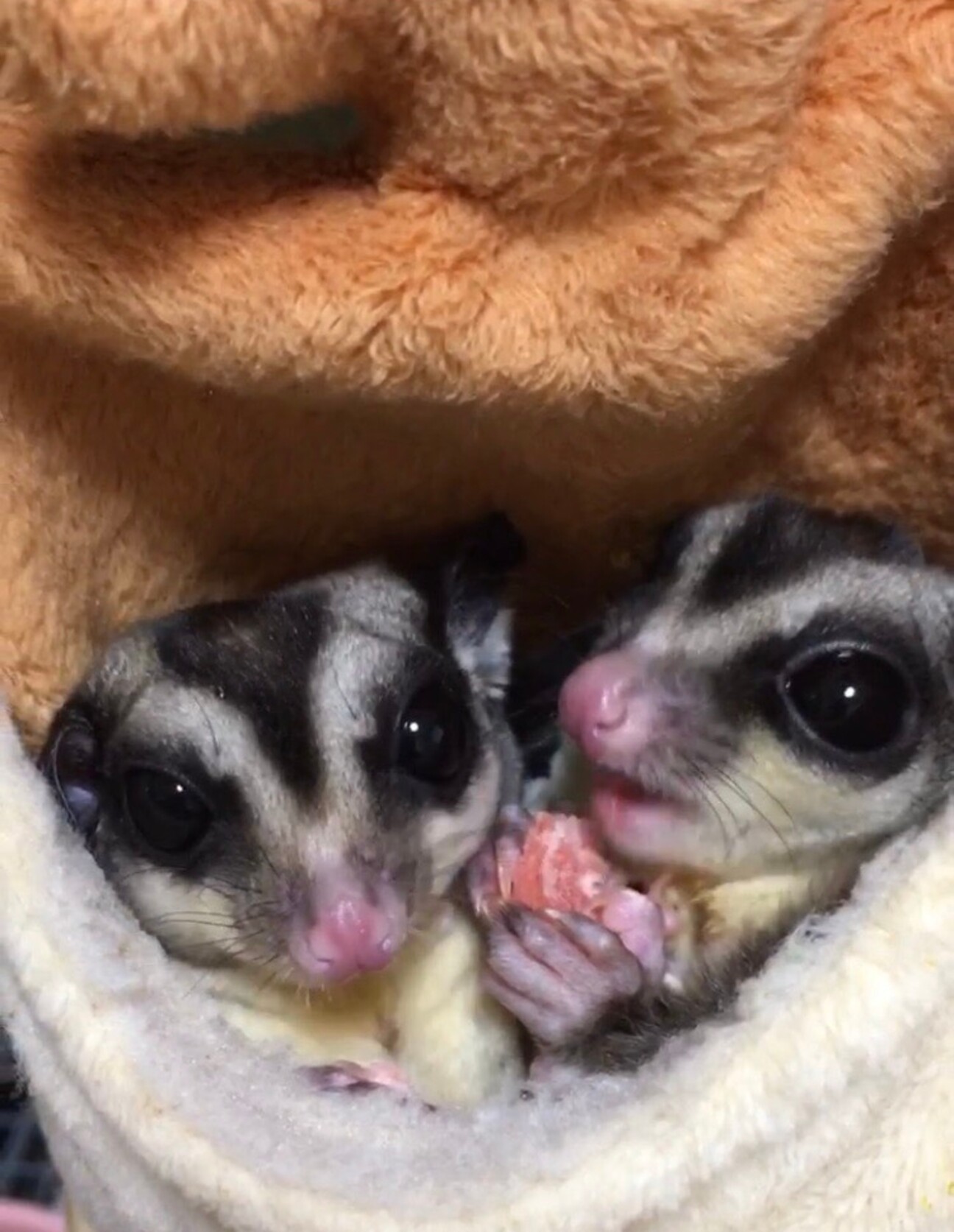 成立）フクロモモンガ　 サムネイル1