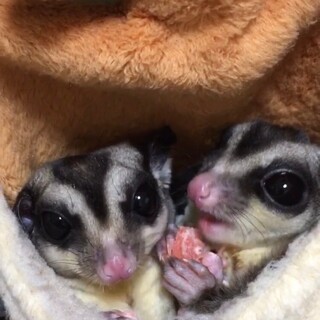 成立）フクロモモンガ　