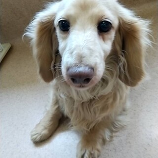 老犬のダックスフンド(ロング)の里親募集します。