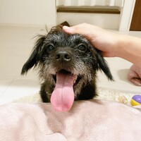 ベイク