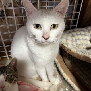ありがとうございました★穏やかな白猫シロタエちゃん