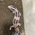 応募者多数のため一度締め切ります