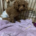 臆病すぎるトイプードル
