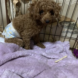 臆病すぎるトイプードル