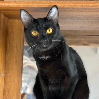 「面談予定」くっつき虫「アルト」くん❤