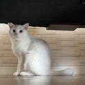 オッドアイのマリーさん