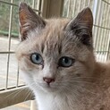 かわいい仔猫ちゃん