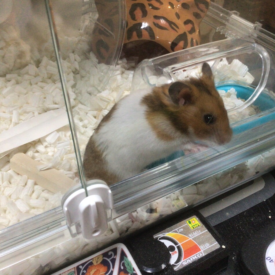 ハム太郎のカバー写真